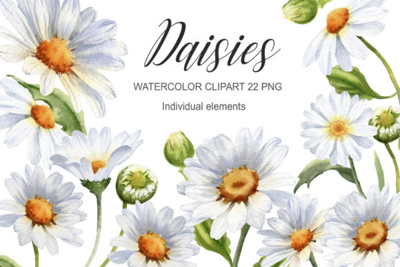 Download Watercolor Daisy Flower Clipart - Premium Resources